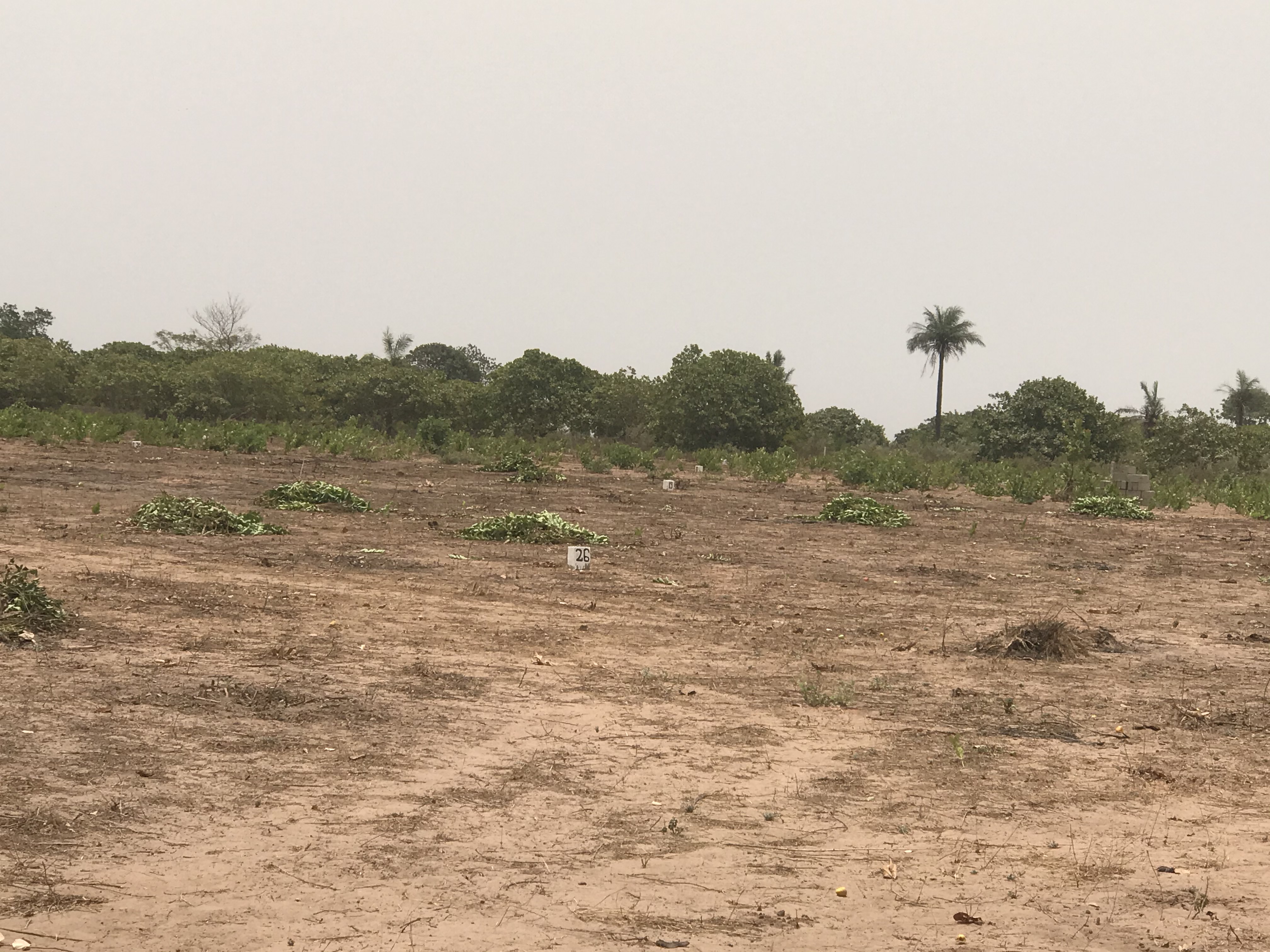 Residential plots for sale at Sanyang sea view few meters from the highway measuring 20 x 20 meters very close to the sea cash price D400,000 mortgage price D500,000 payable in 1 year