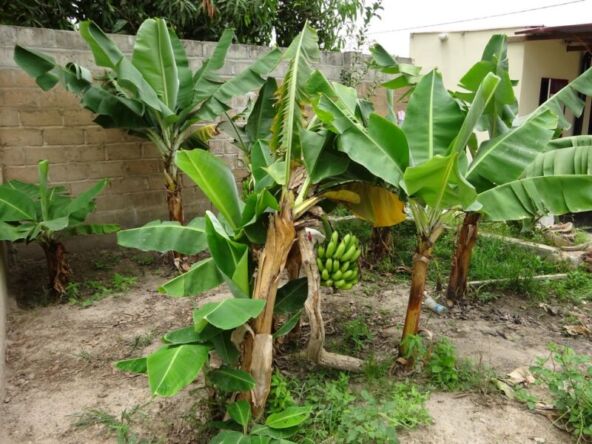 Cheap House For Sale Tujereng